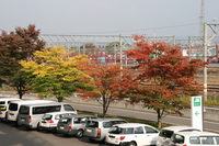 紅葉.JPG